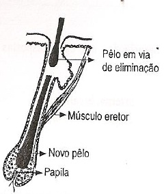 Cosmetologia