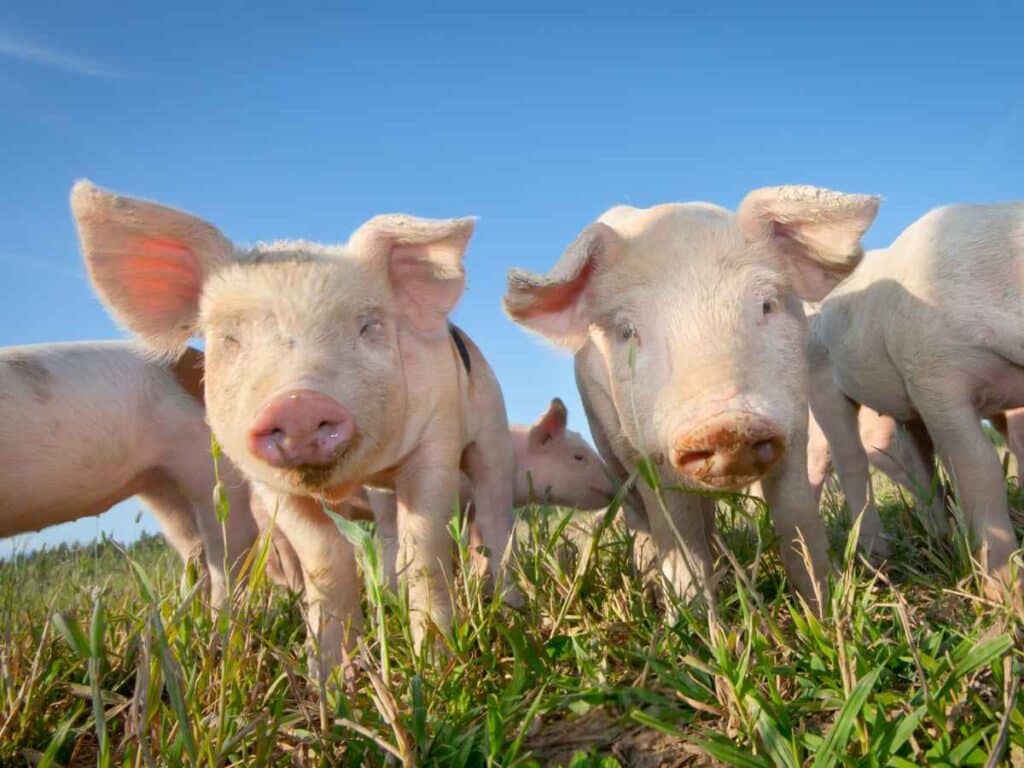 Grupo de porcos vivendo em pasto. Também conhecido s por seu coletivo: vara.