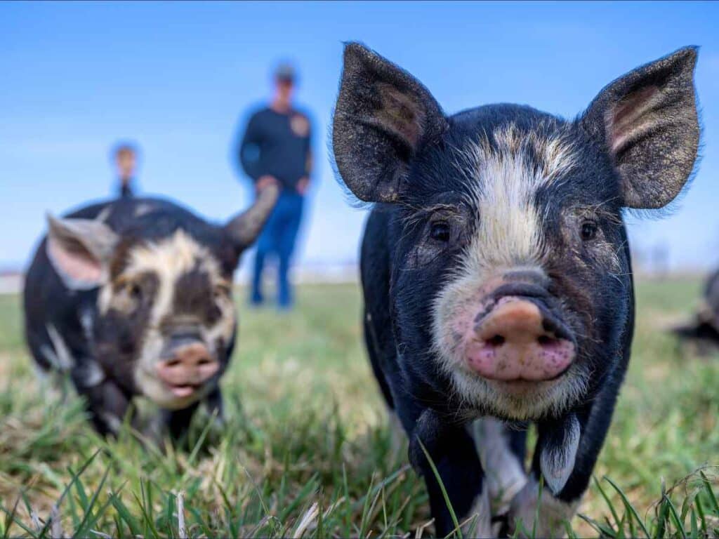 Humanos manejando piara.