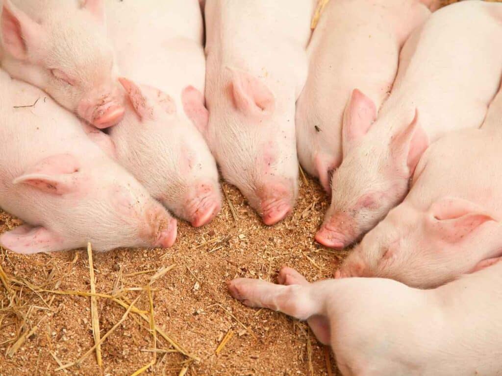 Vara dormindo em ambiente rural, após interagirem com humanos.